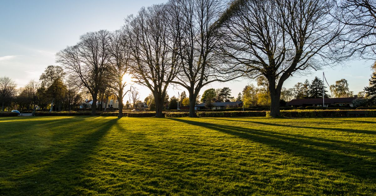 A tranquil park scene with sunlit trees casting long shadows on green grass during a sunny day.